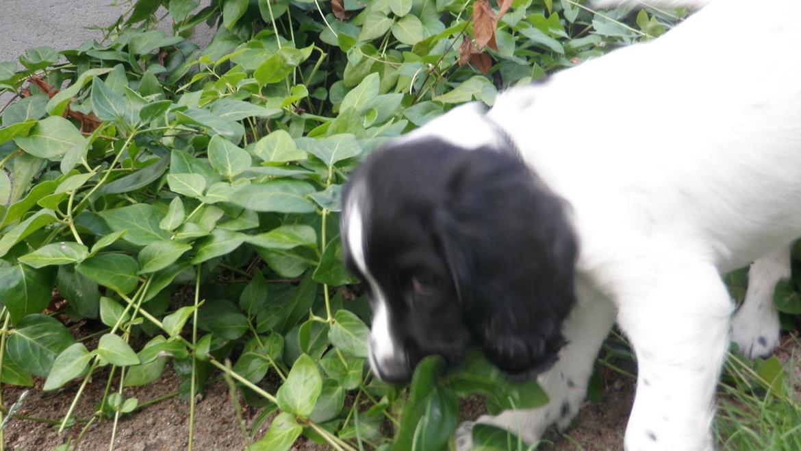 Field Trial spaniel Bella billede 5