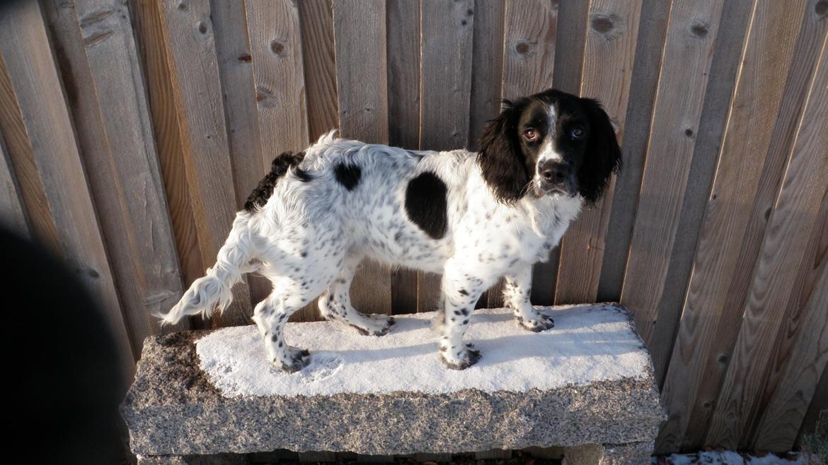 Field Trial spaniel Bella billede 6