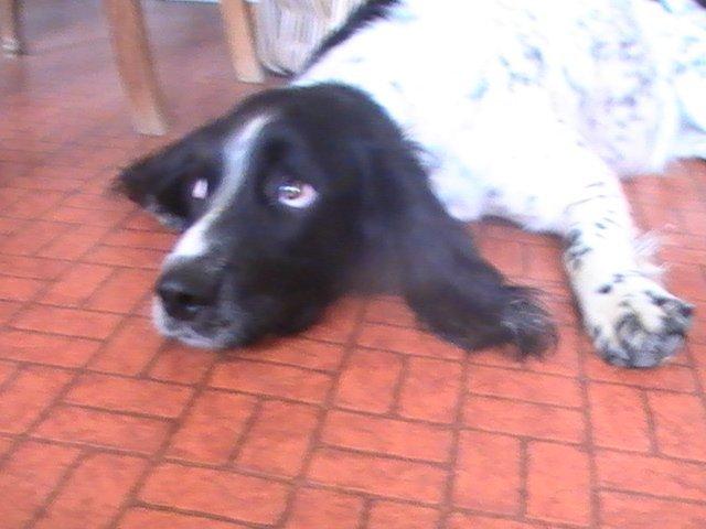 Field Trial spaniel Bella billede 7