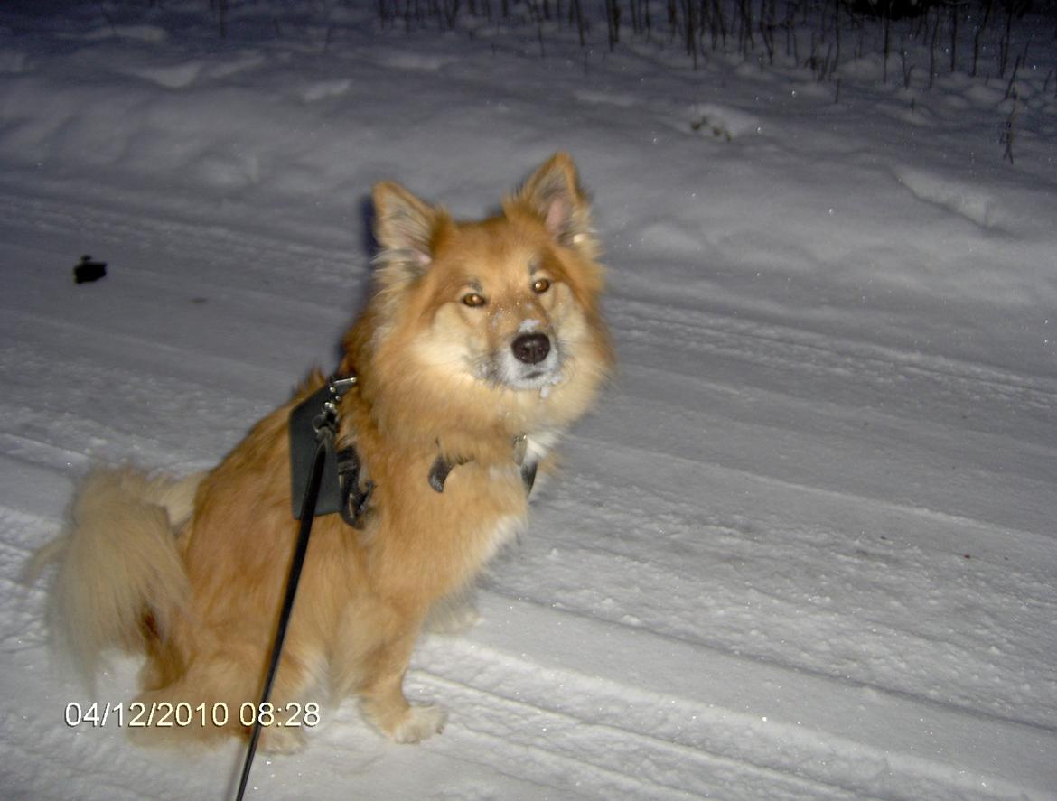Islandsk fårehund Coco billede 4