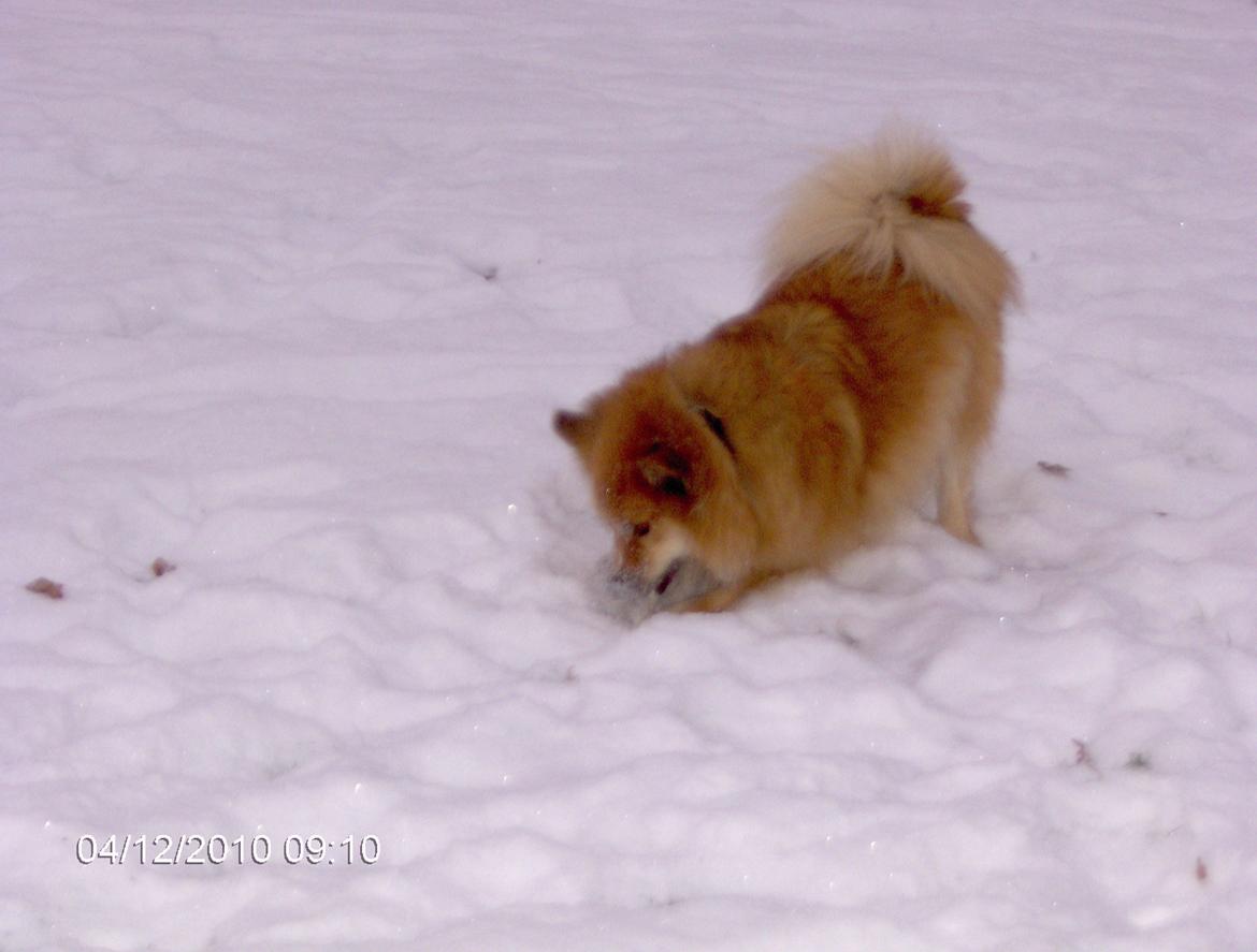 Islandsk fårehund Coco billede 5