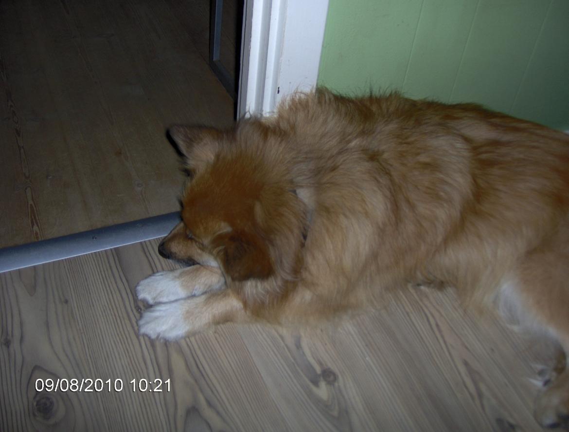 Islandsk fårehund Coco billede 6