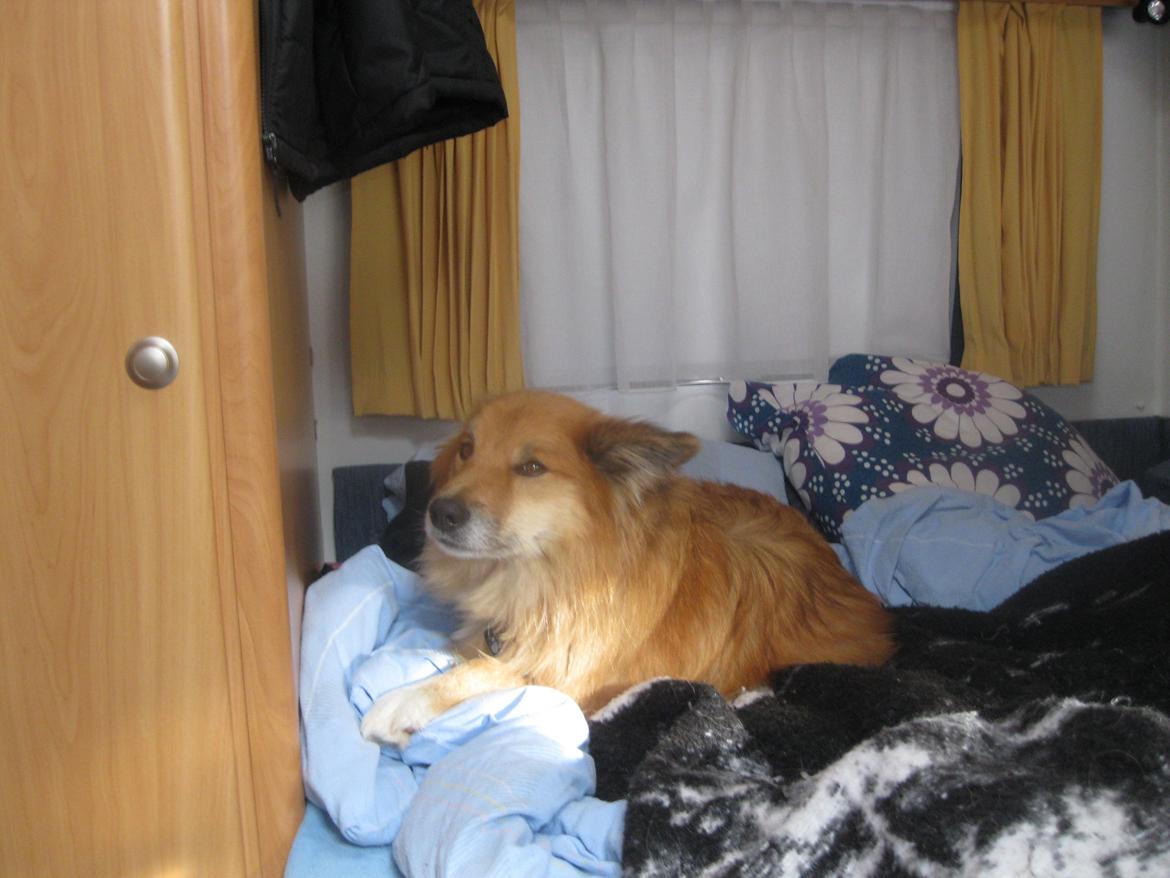 Islandsk fårehund Coco billede 7