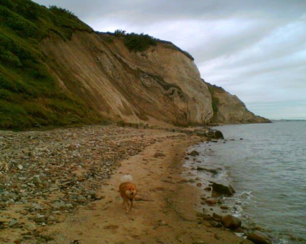 Islandsk fårehund Coco billede 8