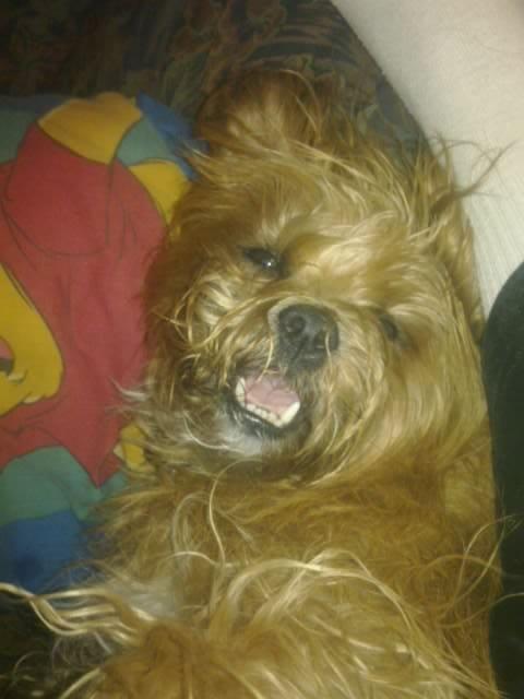 Blanding af racer Joey - Mig Joey i mit frækkeste humør og her har mit menneske lige leget med mig så jeg er ved at dø af grin i sær når hun siger kille kille på min mave så får jeg dette udtryk i hovedet hihi  billede 8