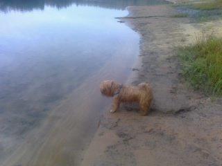 Blanding af racer Joey - Mig i brunkulds lejerne her ved den flotte blå sø billede 9