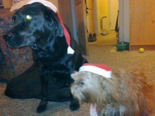 Blanding af racer Joey - Mig og min Veninde Ditte sidste Jul hun bor desvære ikke i jylland som jeg men på lolland øv så jeg ser hende ikke så tit billede 10