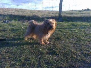 Blanding af racer Joey - Mig i hundeskoven Ditte er her også men er lige løbet ud af billedet :) billede 11