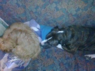 Blanding af racer Joey - Mig og min ven Bull. en Farlig ven jeg ved ikke hvorfår men nogen siger han er en Kamphund men det er altså mig der bestemmer her så Bull går når jeg viser ham min hjørnetand  billede 12