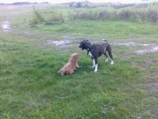 Blanding af racer Joey - Mig og Bull i hundeskoven da han var på ferie ved mig hans mor og far var en uge i england så jeg havede Bull at holde styr på hele ugen men hihi han flytter sig når jeg kommer her er det nemlig mig der er størst kan i ikke se det ;) billede 13
