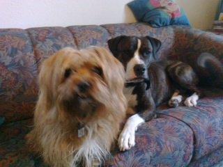 Blanding af racer Joey - Mig og Bull i sofaen efter en dejlig tur i hundeskoven  billede 14