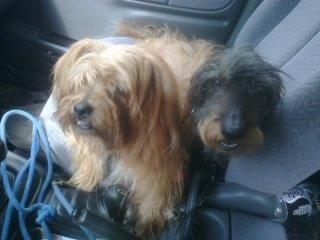 Blanding af racer Joey - Altså Bøvle og jeg kan ikke blive enige om hvem der skal sidde på forsædet så vi sidder her bare begge 2 for vi glæder os til vi når frem for der er hundeskoven kom nu kør hurtiger Huuuurtiger billede 15