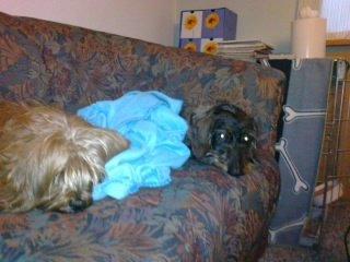 Blanding af racer Joey - nu er vi hjemme fra hundeskoven men vi blev lidt våde så nu ligger vi under tæppet i sofaen og får varmen  billede 16