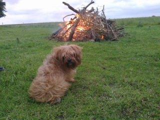 Blanding af racer Joey - mig der sidder forand Sankt Hans bålet her i 2012 billede 18