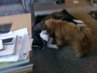 Blanding af racer Joey - Mig og Bull der leger på gulvet i stuen han vil ligge i min sække stol men det vil jeg også så vi lavede en leg hvor det galt om at tippe den anden af hihi og jeg vandt tilsidst men det er jo også min ;) billede 19