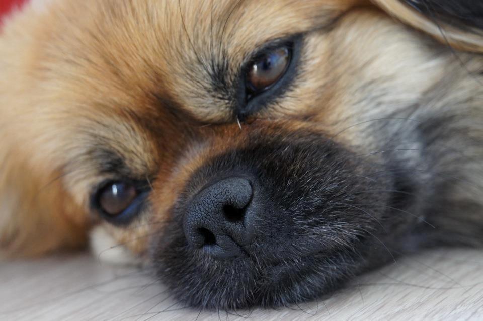 Blanding af racer Jackline R.I.P D.19/7-13 billede 5