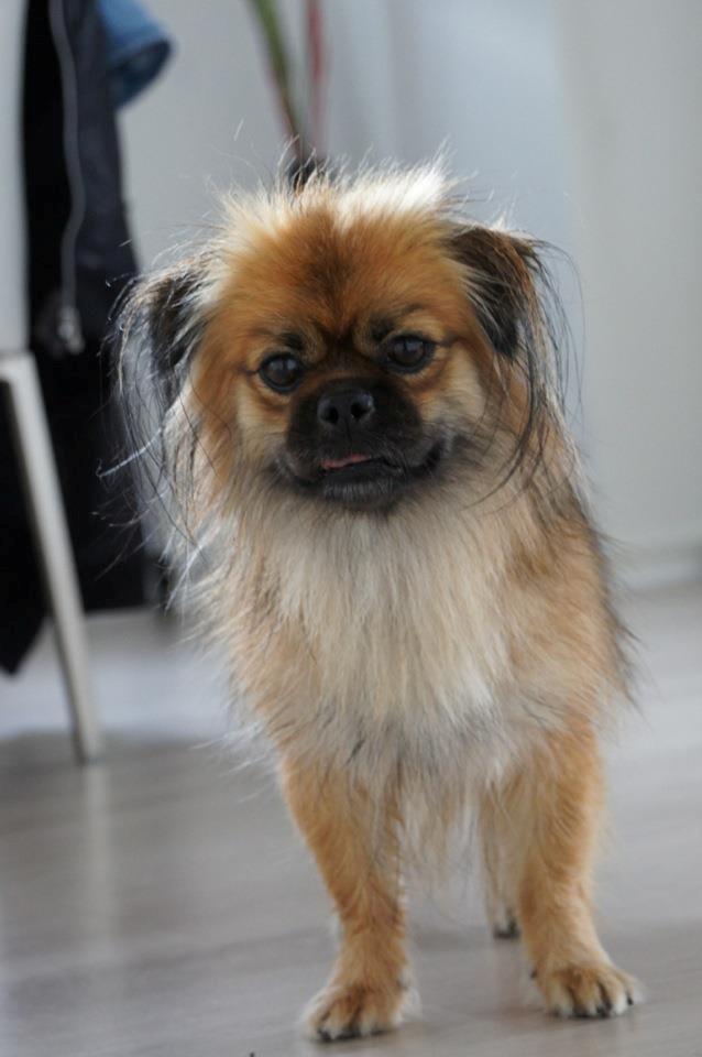 Blanding af racer Jackline R.I.P D.19/7-13 billede 6