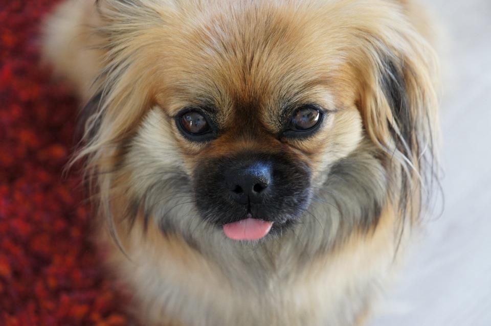 Blanding af racer Jackline R.I.P D.19/7-13 billede 7