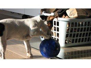 Jack russell terrier Lucky - Undskyld, billedet er lille! Men syndes bare der er så nuser!<3 billede 15