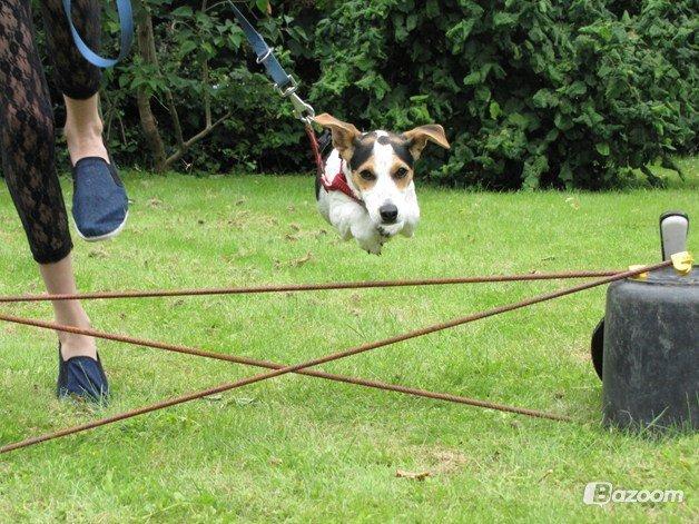 Jack russell terrier Lucky - Første gang hun springer! Stjerne hund!<3 billede 2