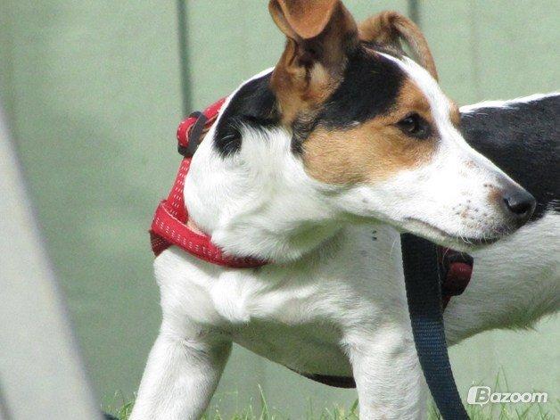 Jack russell terrier Lucky - Smuk, smuk og atter SMUKK!<3<3 billede 3