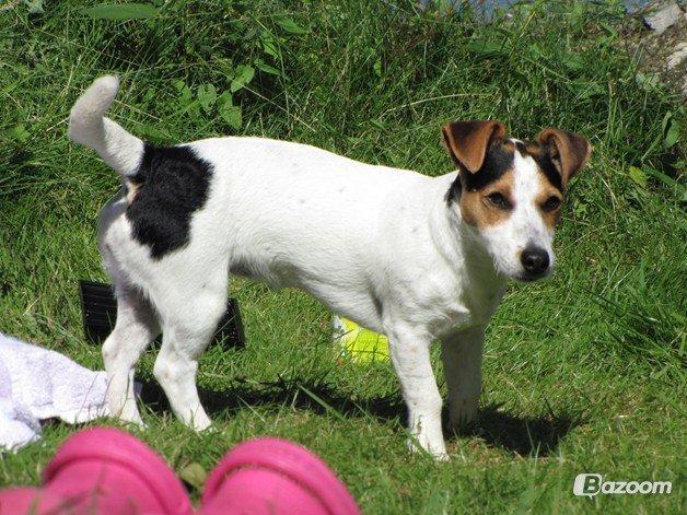 Jack russell terrier Lucky billede 4