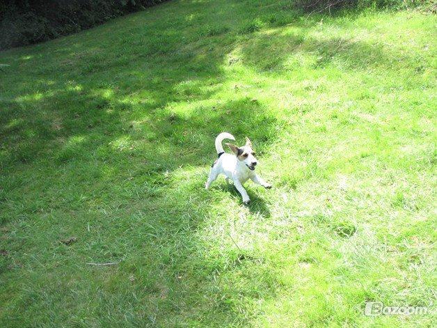 Jack russell terrier Lucky - Så gir vi den gas Lucky! :O billede 6