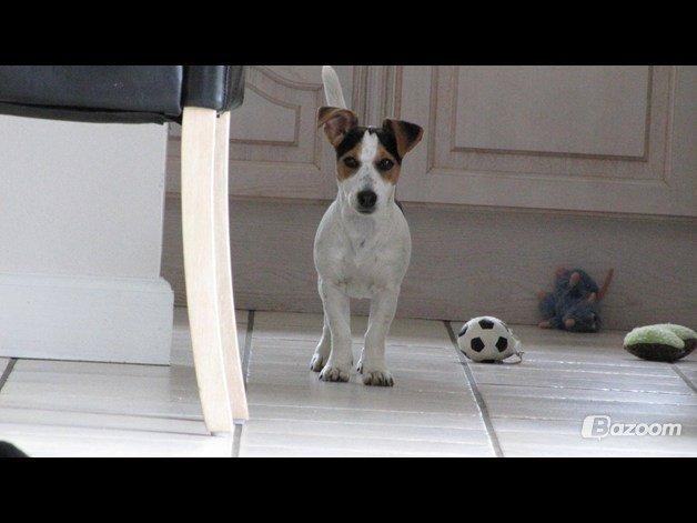 Jack russell terrier Lucky billede 8
