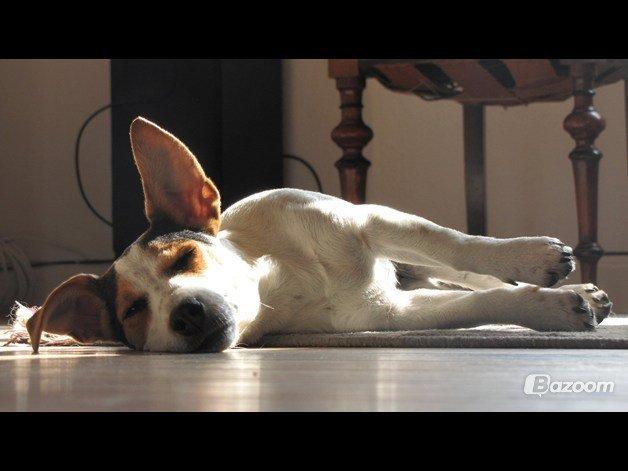 Jack russell terrier Lucky - Godnat Hund! :P billede 9