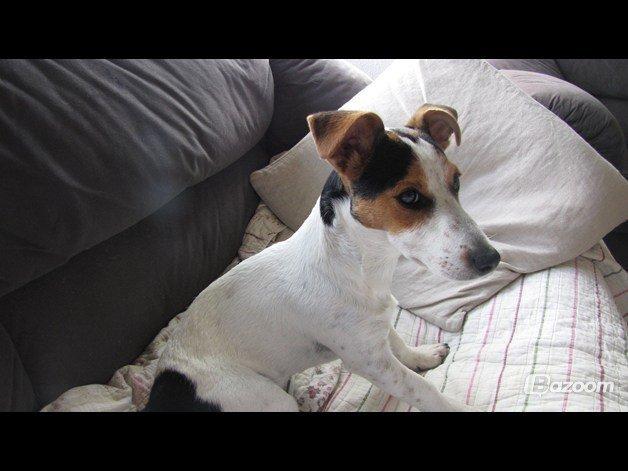 Jack russell terrier Lucky billede 10