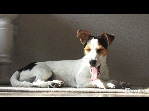 Jack russell terrier Lucky billede 11