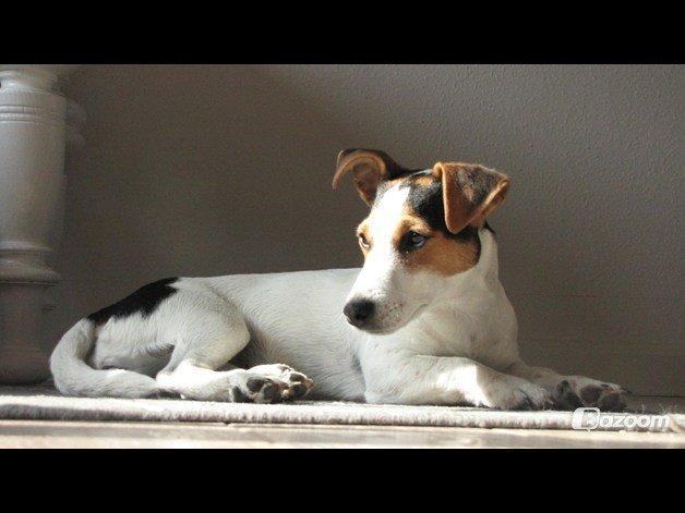 Jack russell terrier Lucky - Smuke dyr altså<3 billede 12