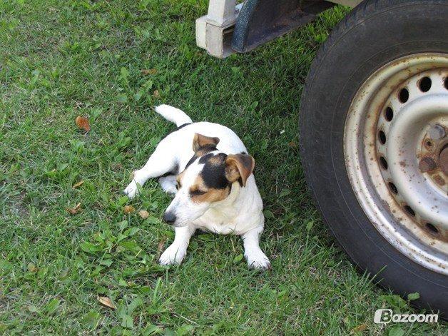 Jack russell terrier Lucky billede 13