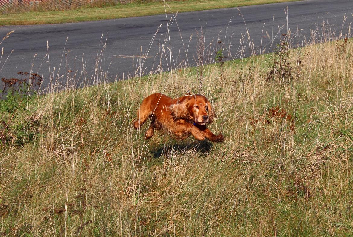 Cocker spaniel Dumle R.I.P - Flyvende Dumle billede 4