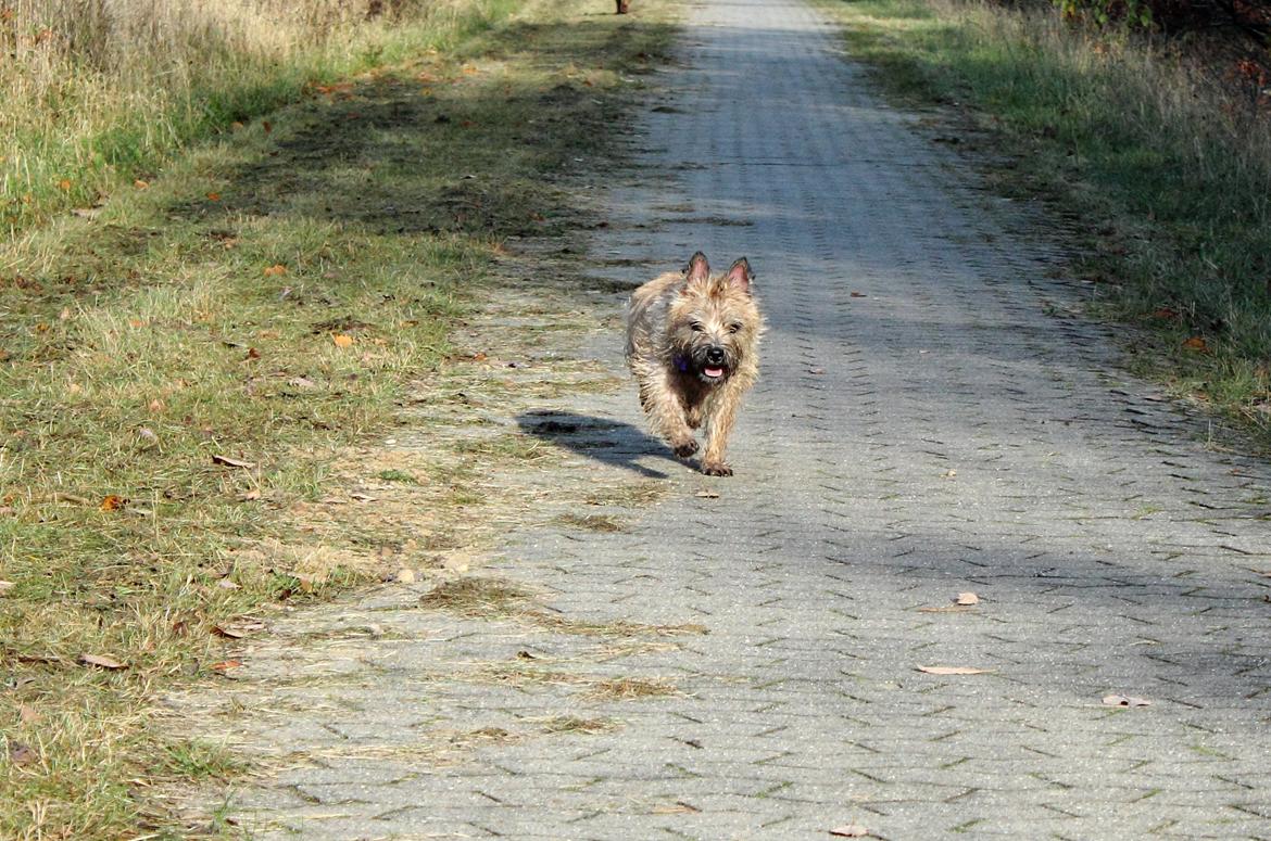 Cairn terrier Nova R.I.P. billede 2