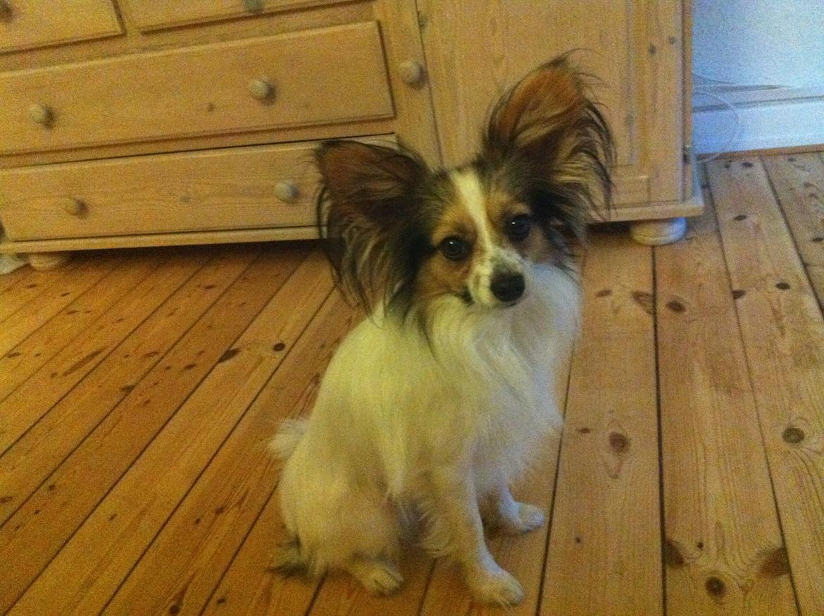 Papillon vida billede 2