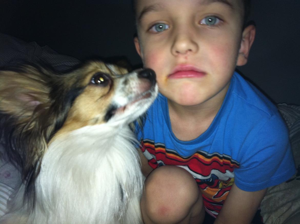 Papillon vida billede 3