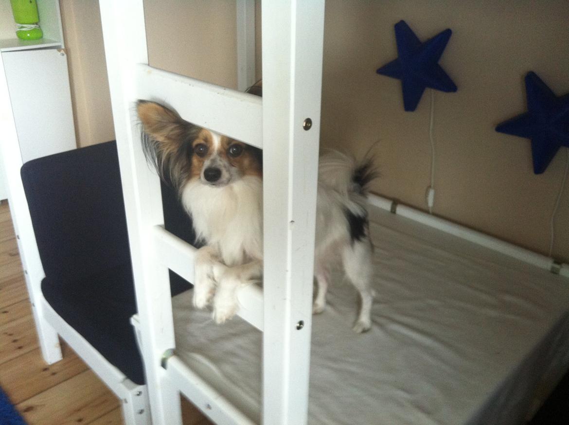 Papillon vida billede 5