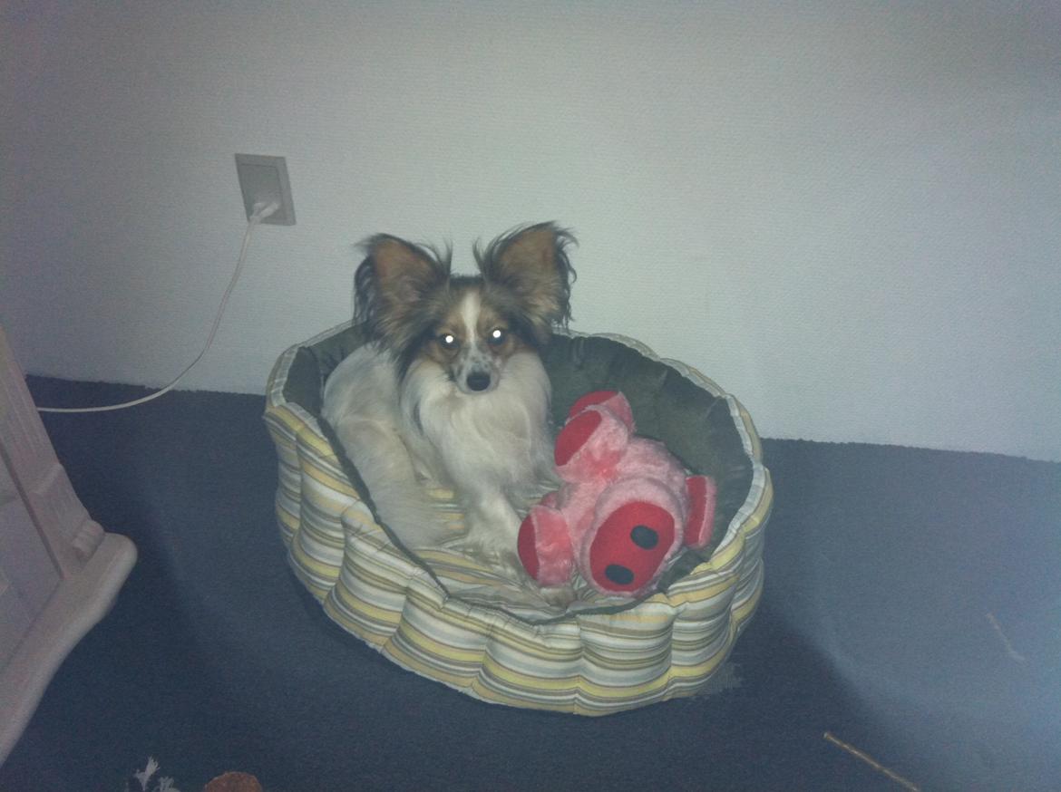 Papillon vida billede 6