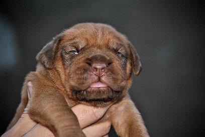 Dogue de bordeaux frigg - 1 uge billede 4