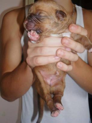 Dogue de bordeaux frigg - 2 dage billede 5