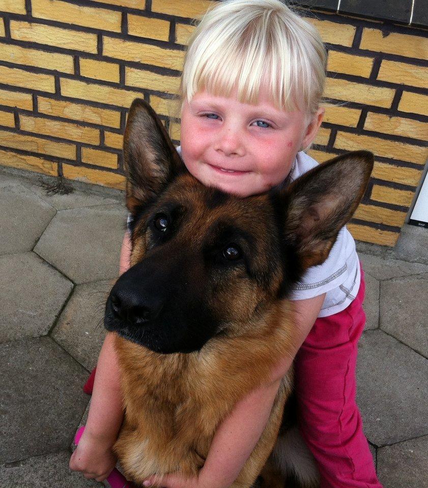 Schæferhund Team Dika's Sandra - Team Dika Sandra og prinsesse LInette.....<3 billede 3