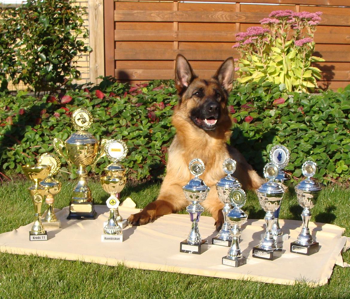 Schæferhund Team Dika's Sandra billede 5