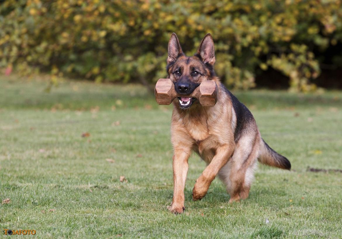 Schæferhund Team Dika's Sandra billede 9