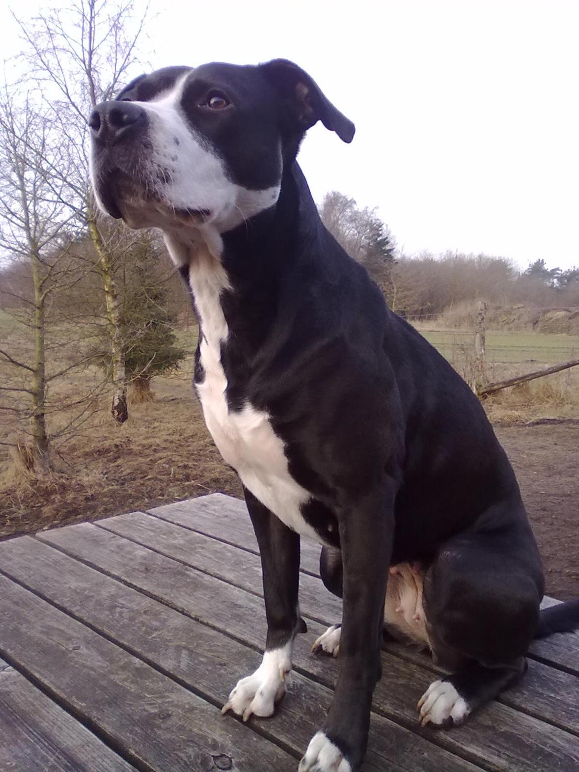 Amerikansk staffordshire terrier Diva - En tur i vores gamle hundeskov...  billede 14