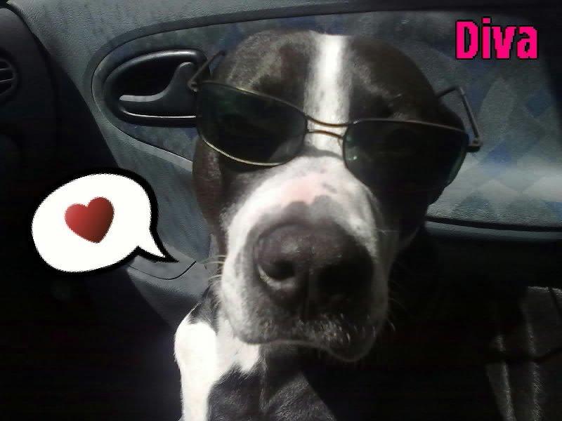 Amerikansk staffordshire terrier Diva - Sommeren 2011 ♥ billede 15