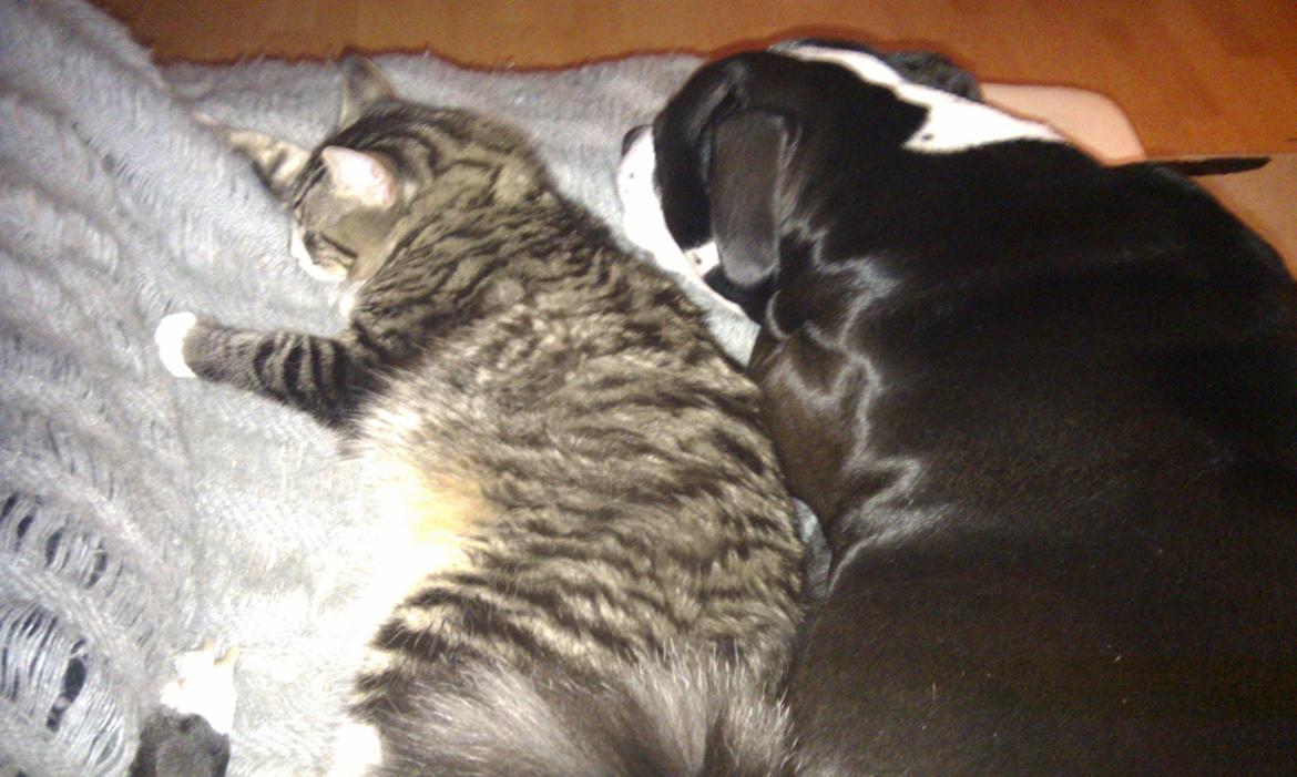 Amerikansk staffordshire terrier Diva - Aften hygge med miv:-) billede 16