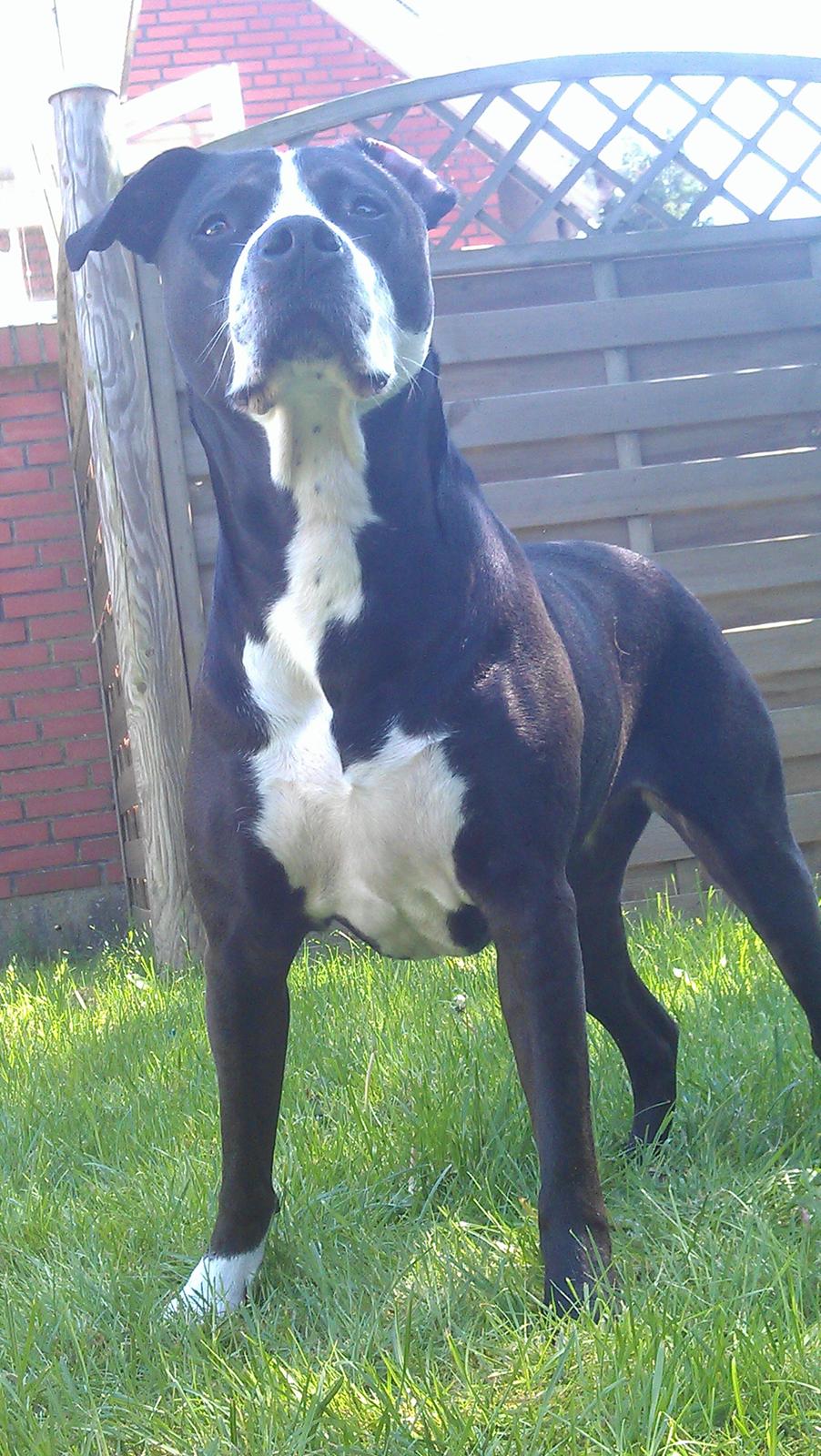 Amerikansk staffordshire terrier Diva - Et dejlig billede fra sommeren 2012 ♥ billede 1