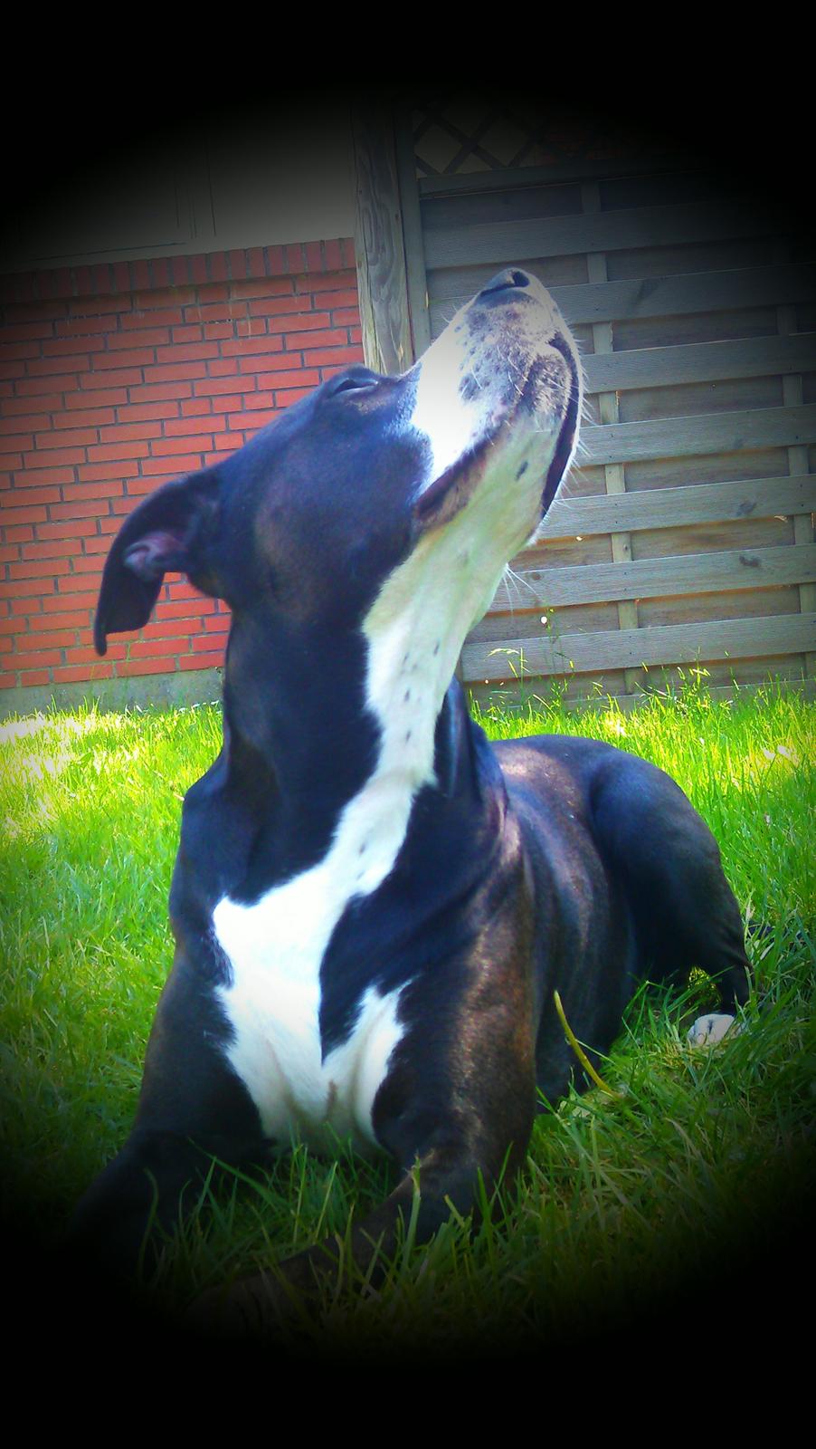Amerikansk staffordshire terrier Diva - Sommeren 2012.. billede 17