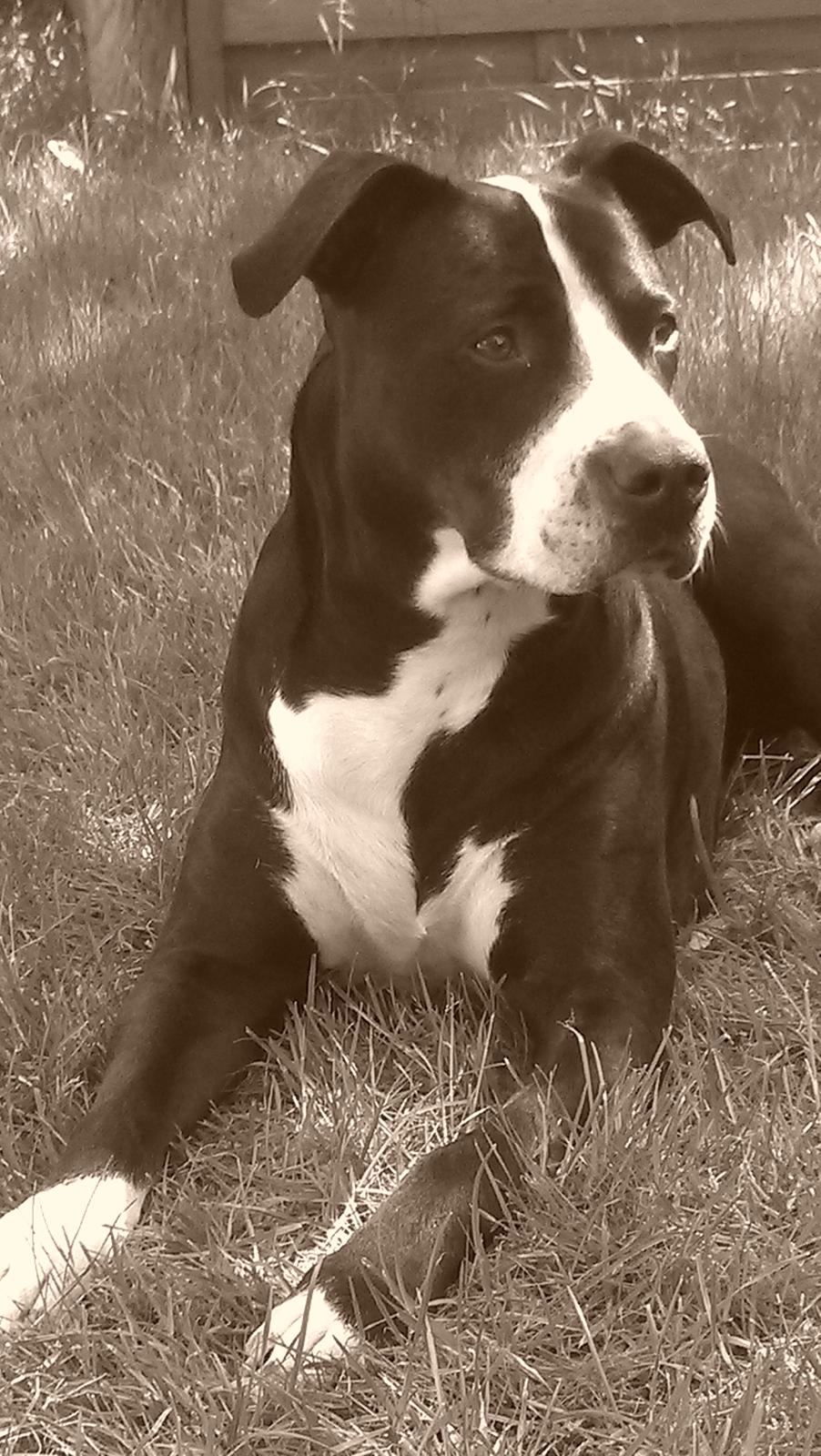 Amerikansk staffordshire terrier Diva - Smukke Diva pigen... ♥ billede 18